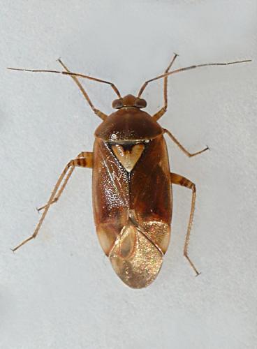 Lygus sp.