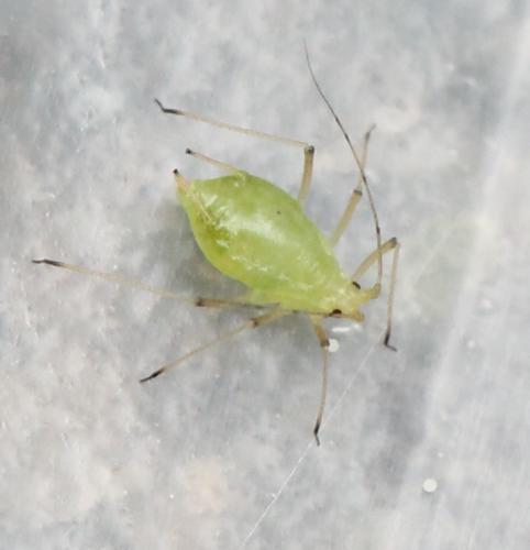 Aulacorthum solani