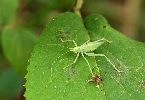 Réf. 129 882 : Meconema thalassinum