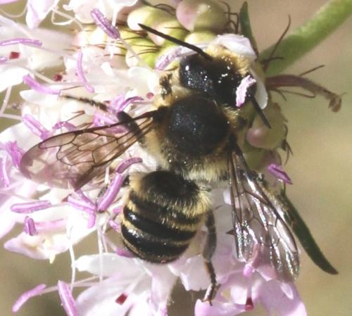 Megachile sp.