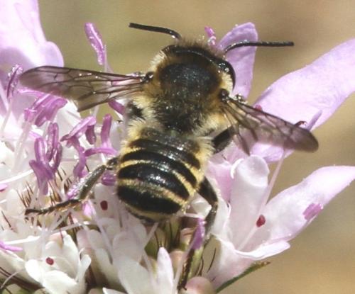 Megachile sp.