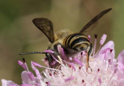 Megachile sp.