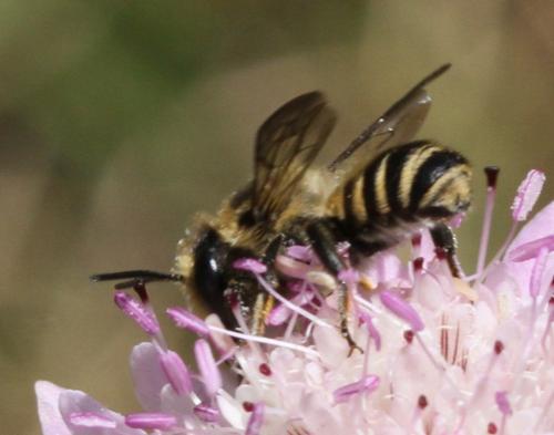 Megachile sp.