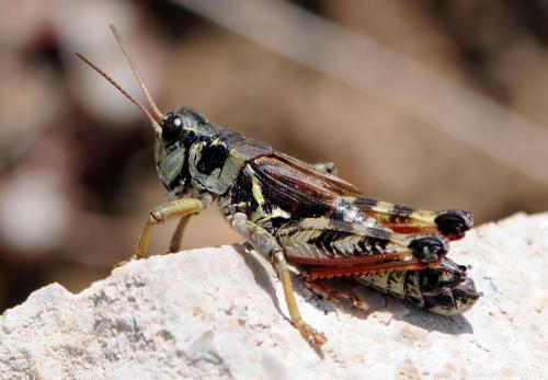 Bohemanella frigida frigida