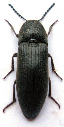 Melanotus punctolineatus