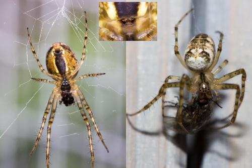 Réf. 129 475 : Metellina segmentata