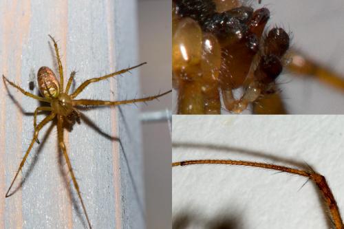 Metellina segmentata