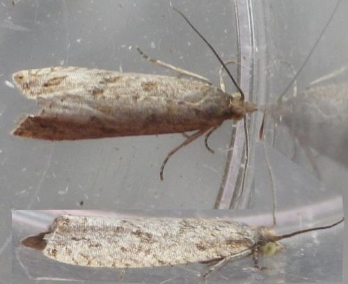 Réf. 129 086 : Bactra lancealana