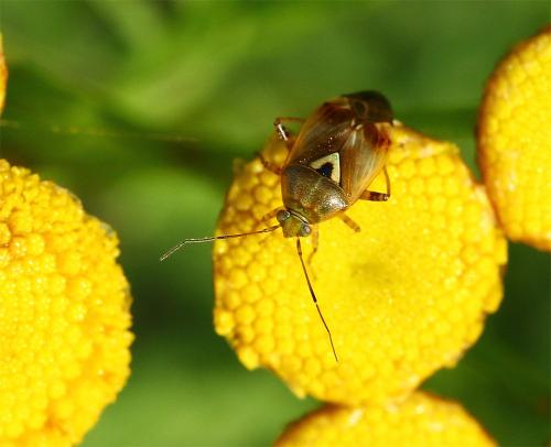 Lygus sp.