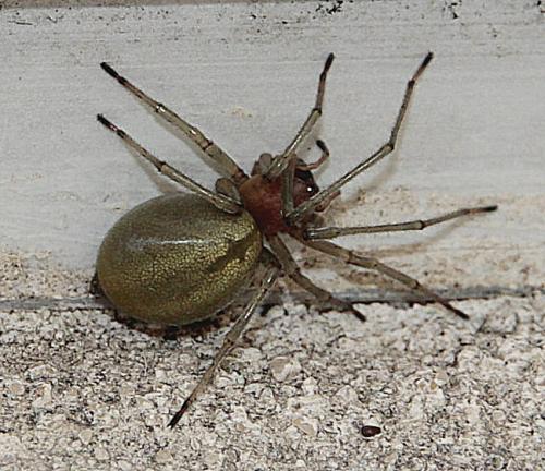 Réf. 129 828 : Cheiracanthium sp.
