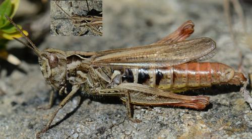 Réf. 129 604 : Chorthippus sp.