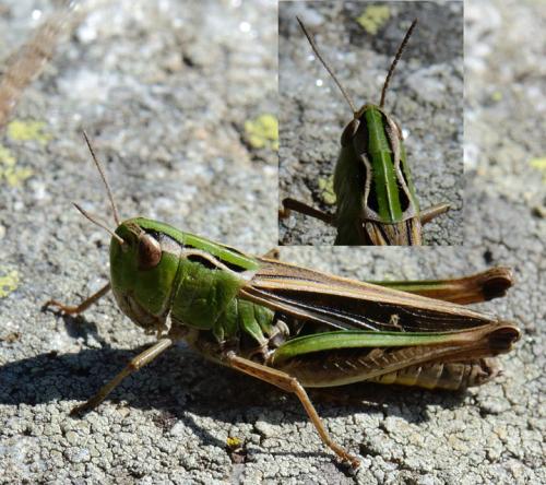 Réf. 129 606 : Stenobothrus lineatus lineatus