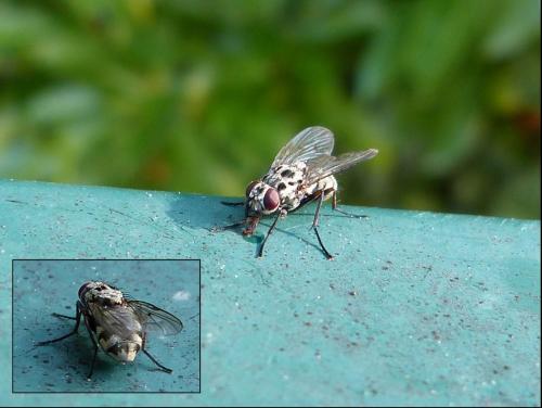 Réf. 129 022 : Phaonia trimaculata
