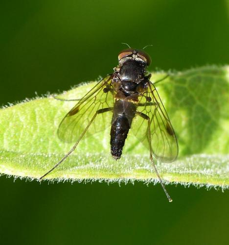 Chrysopilus cristatus