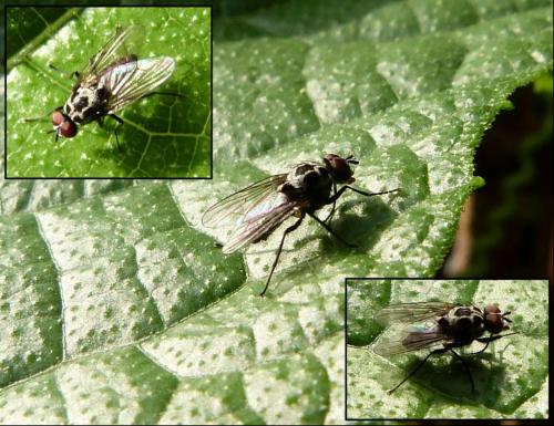 Réf. 129 185 : Anthomyia pluvialis