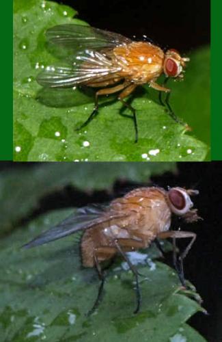 Phaonia pallida