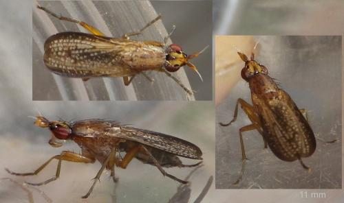 Euthycera fumigata