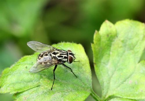 Réf. 129 520 : Graphomya maculata