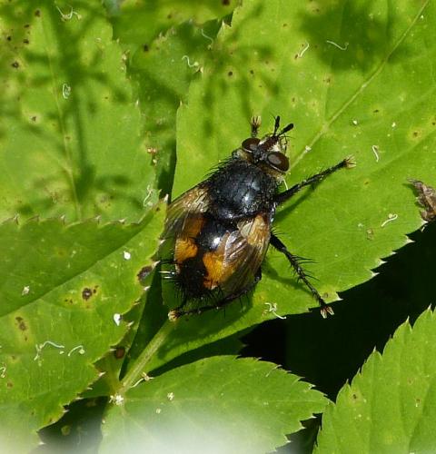 Nowickia ferox