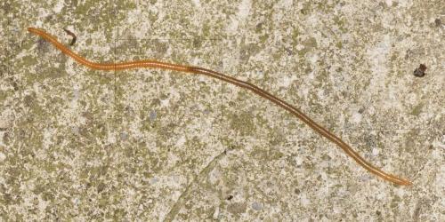 Himantarium gabrielis