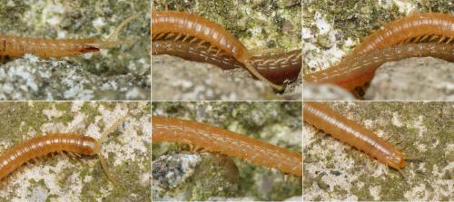 Himantarium gabrielis