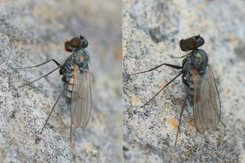 Medetera sp.