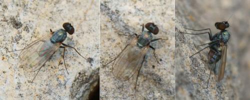 Medetera sp.