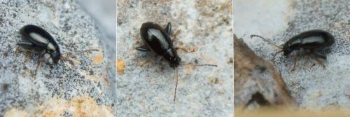 Réf. 129 211 : Longitarsus sp.