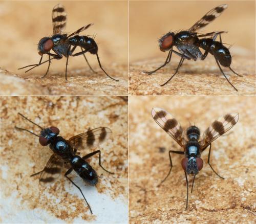 Réf. 129 358 : Plesina phalerata