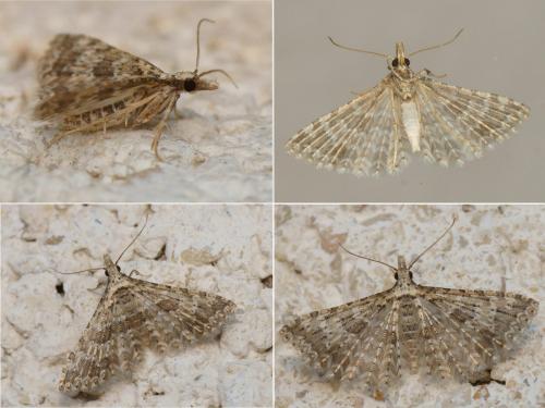 Alucita zonodactyla