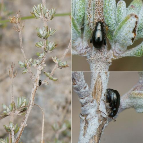 Réf. 129 687 : Longitarsus sp.