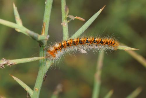 Lasiocampa quercus
