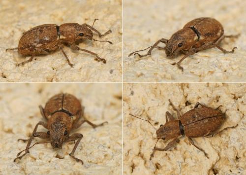 Naupactus cervinus