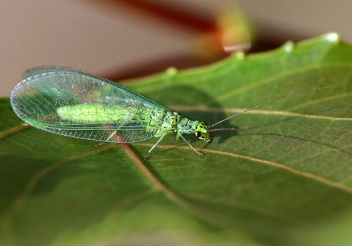 Chrysopa abbreviata
