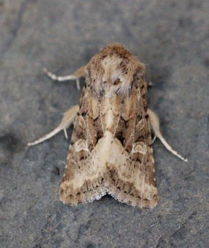 Réf. 129 470 : Luperina dumerilii