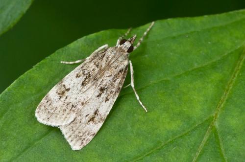 Réf. 129 159 : Scopariinae inconnu