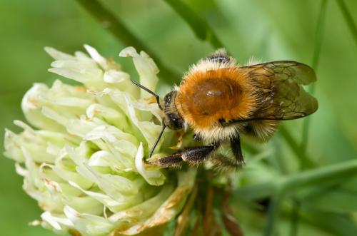 Bombus sp.