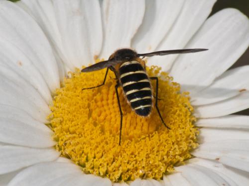 Lomatia sp.