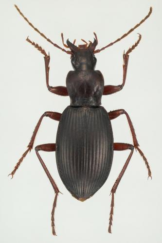 Réf. 129 967 : Laemostenus oblongus