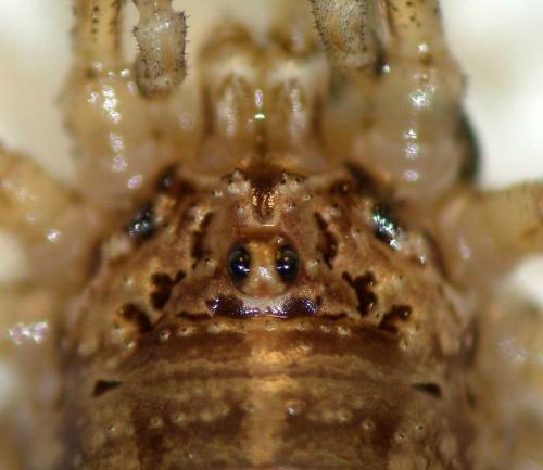 Réf. 129 789 : Opilio saxatilis