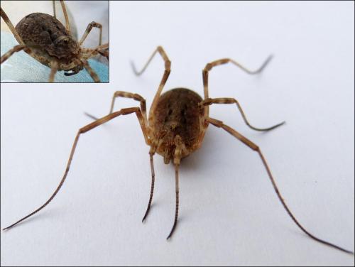 Odiellus spinosus
