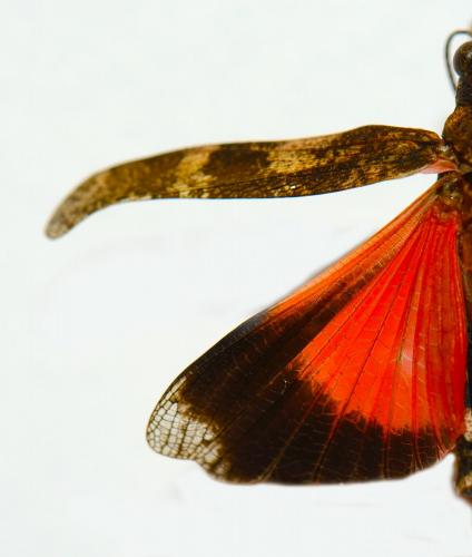 Réf. 129 964 : Oedipoda germanica germanica