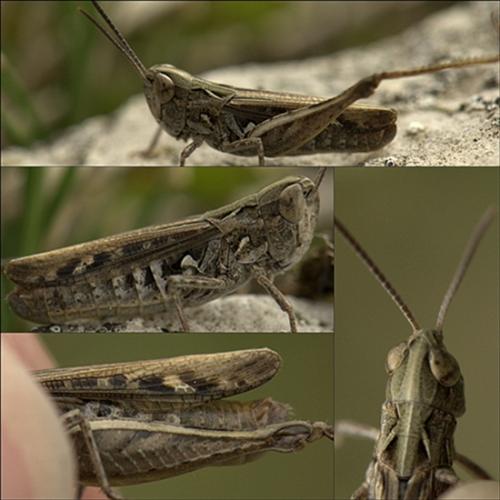 Réf. 129 061 : Omocestus petraeus