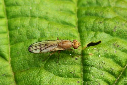 Opomyza florum
