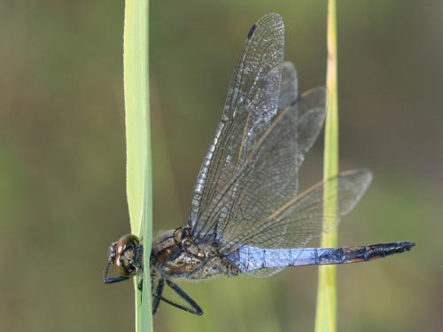 Réf. 129 249 : Orthetrum cancellatum