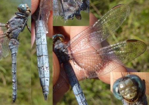 Orthetrum coerulescens