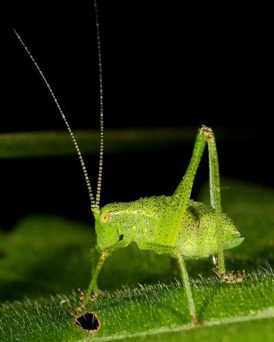 Réf. 129 012 : Leptophyes punctatissima