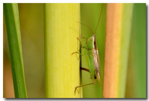 Conocephalus fuscus