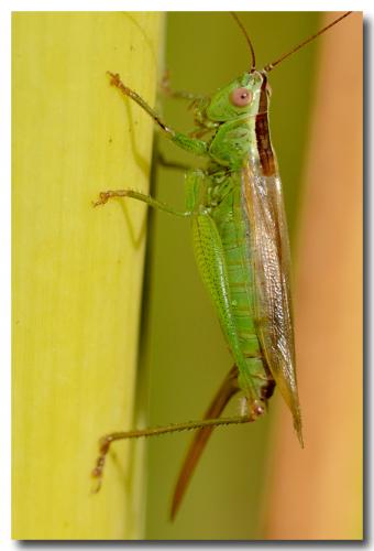 Conocephalus fuscus