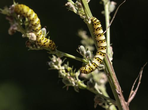 Réf. 129 295 : Cucullia lychnitis